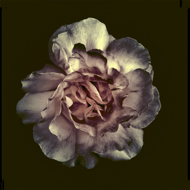 dark-rose.jpg